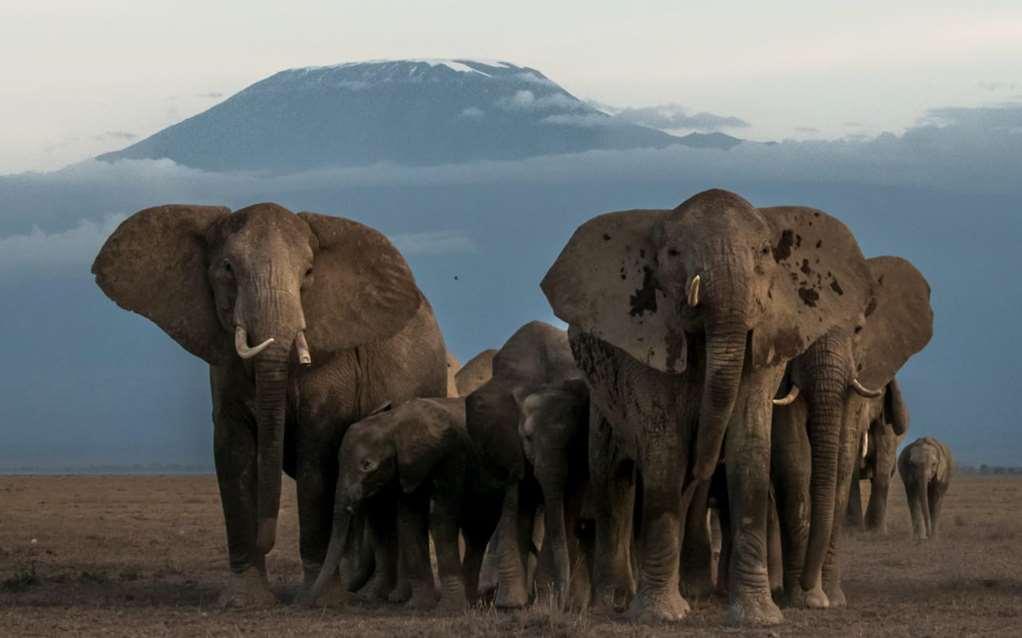 Amboseli Serena Safari Lodge Fasiliteter bilde