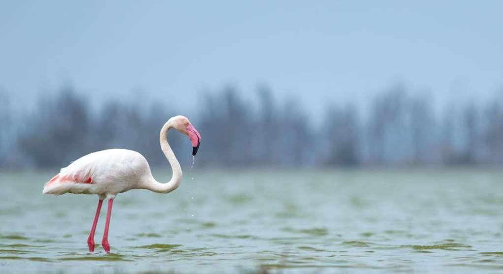 Amboseli Serena Safari Lodge Fasiliteter bilde