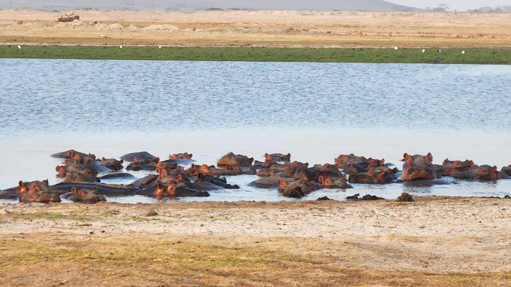Amboseli Serena Safari Lodge Fasiliteter bilde